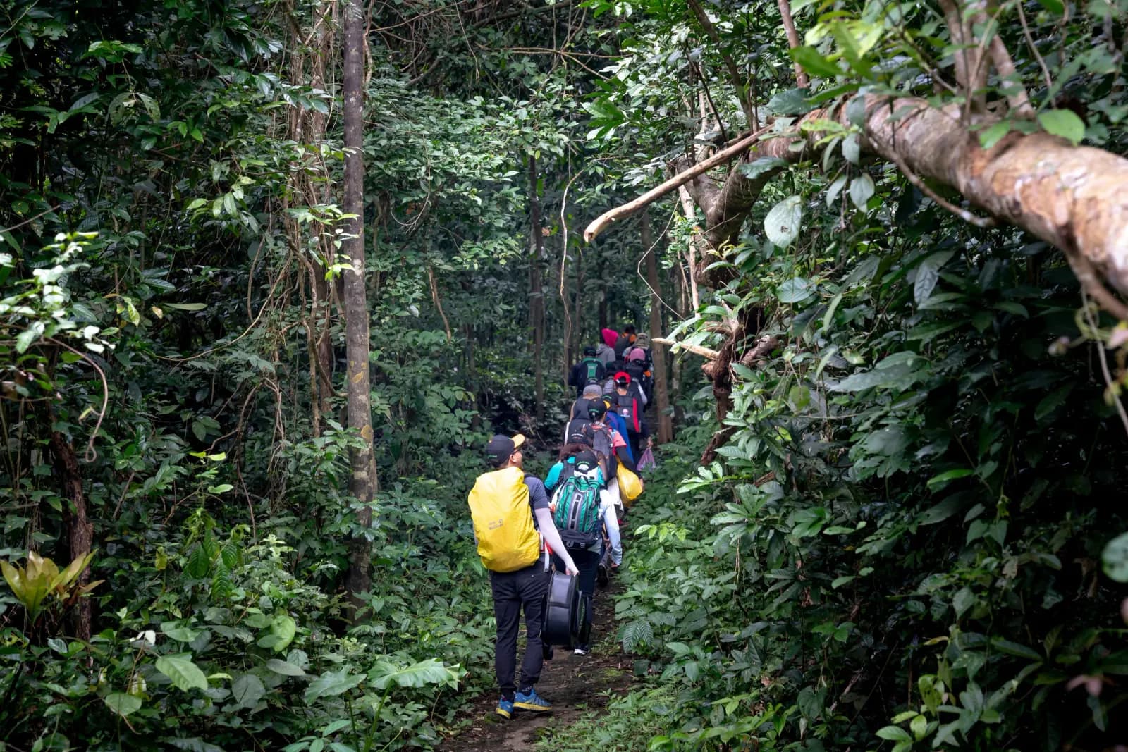 Hikers walking single-file along a narrow trail through dense rainforest