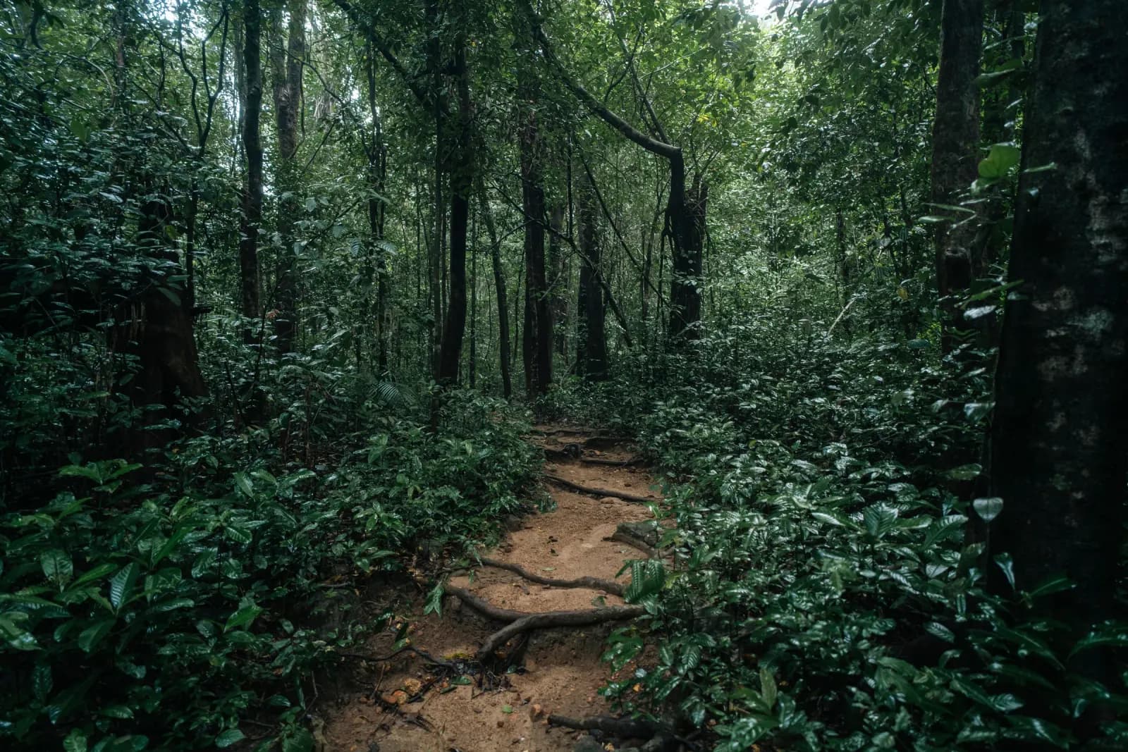 Dirt trail winding through dense rainforest with wet foliage