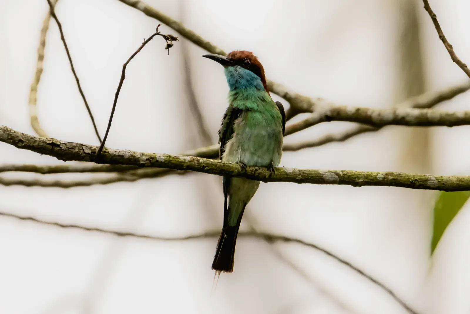 Colorful forest bird perched on a branch