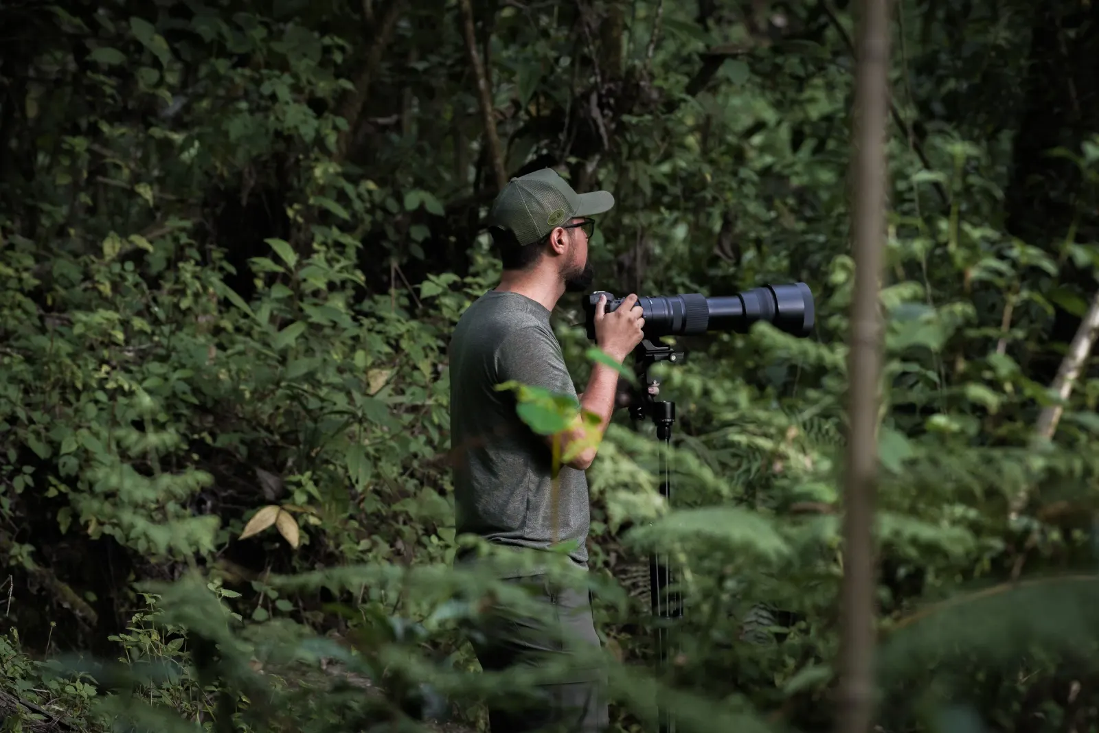Wildlife in the Sinharaja rainforest
