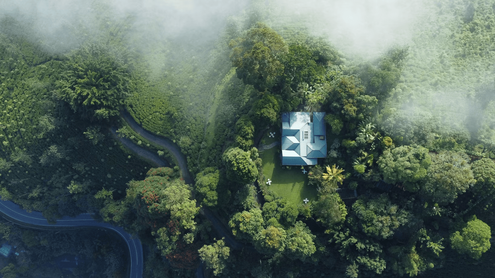 Sinharaja rainforest canopy
